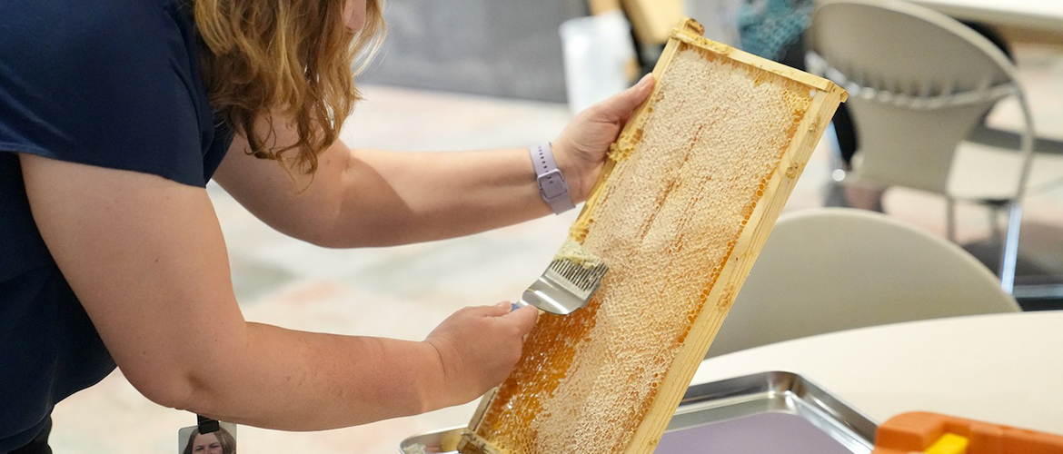A women scrapes honey from a bee hive drawer