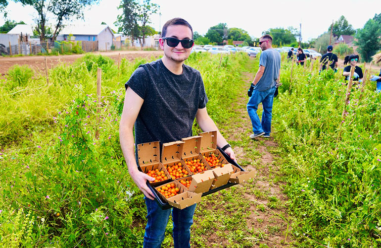 A volunteer picks tomatoes at Fraction Farms, a Blue Cross and Blue Shield of New Mexico Blue Impact grant recipient .