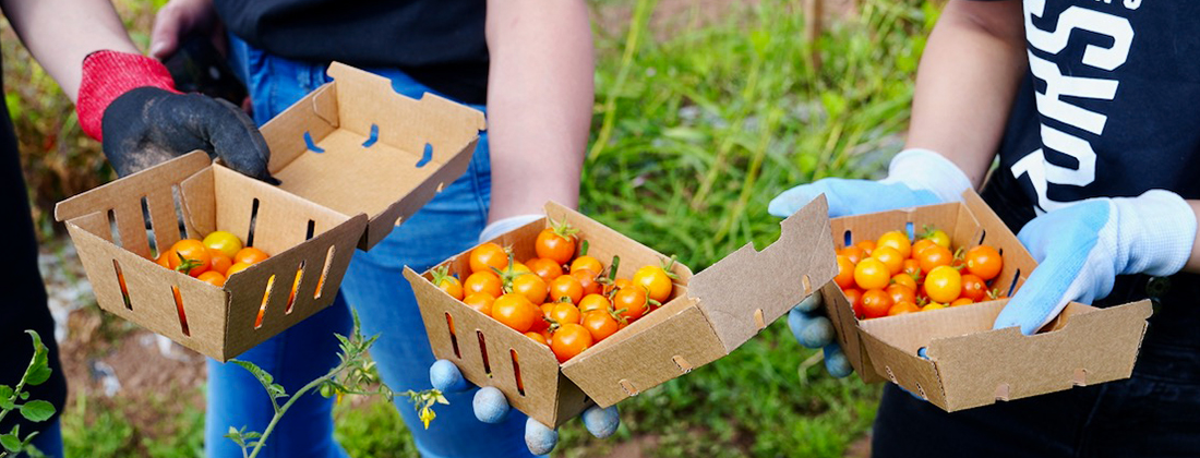 Manos sosteniendo cajas de tomates recién cosechados