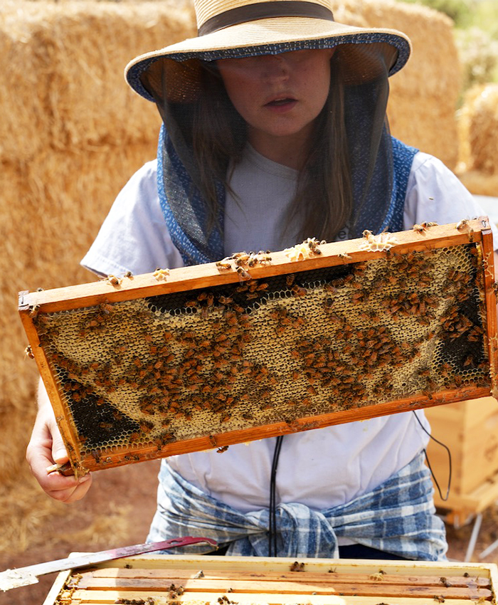 Apicultora con bandeja de colmena cubierta de abejas